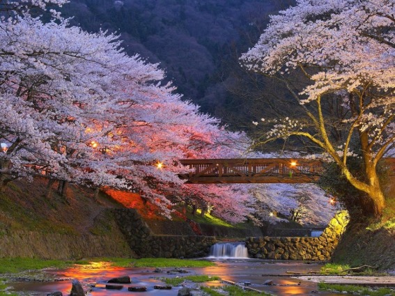 Cherry Trees near Kyoto, Japan